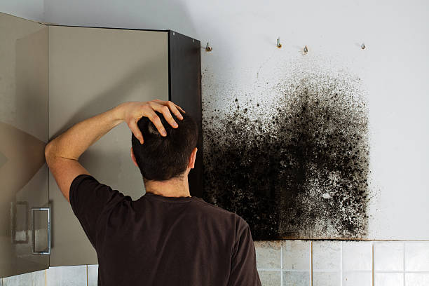Best Basement Mold Remediation in Muhlenberg Rk, PA